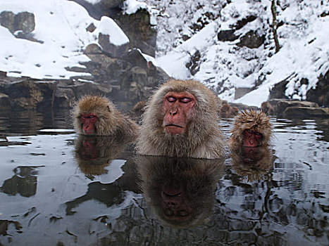日本猕猴,雪猴,三个,湿透,日本