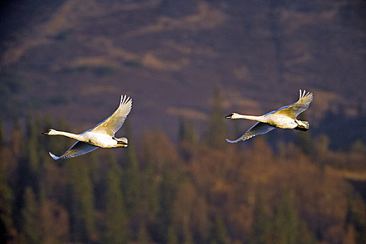 两个,野天鹅,天鹅,飞行,湿地,阿拉斯加