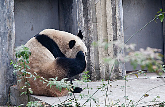 休息的大熊猫