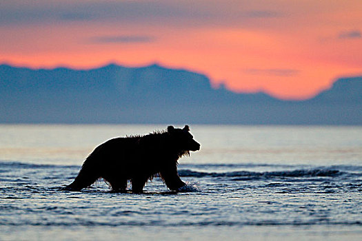 大灰熊,棕熊,涉水,河,日出,克拉克湖,国家公园,阿拉斯加