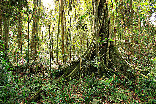 雨林,拉明顿国家公园,昆士兰,澳大利亚