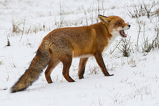 红狐,狐属,雪地,张嘴,北荷兰,荷兰