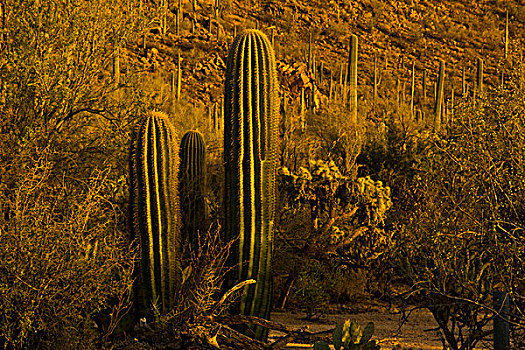 黄昏,树形仙人掌,萨瓜罗国家公园,亚利桑那,美国