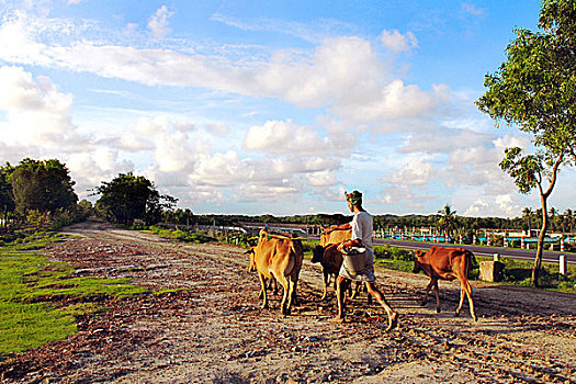 农民,走,牛,泥,道路,海滩,孟加拉,六月,2007年