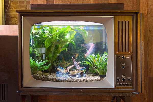 鱼缸,电视