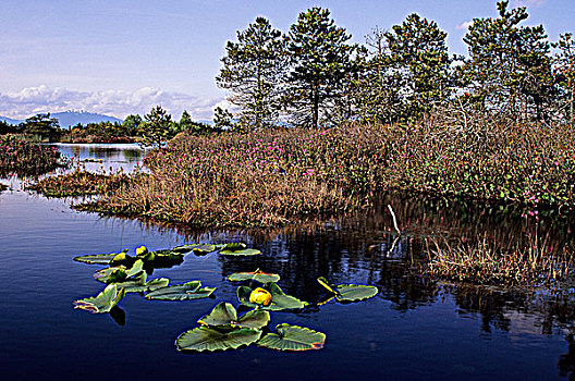 水塘,湿地,岸边,松树,三角洲,不列颠哥伦比亚省,加拿大