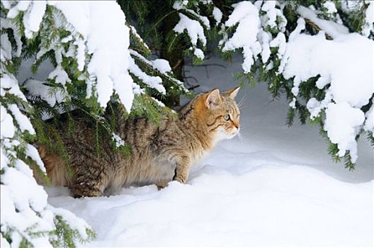 野猫科动物,斑貓,积雪,枝条,巴伐利亚,德国