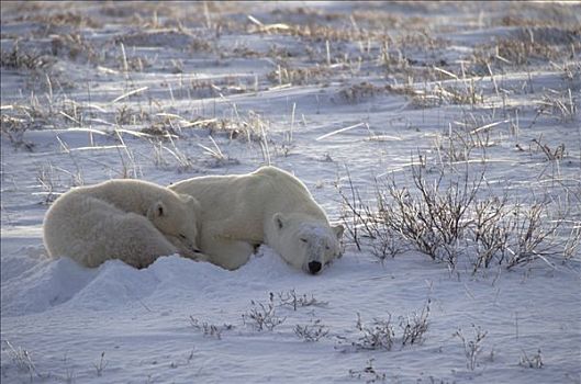 北极熊,幼兽,靠近,哈得逊湾,加拿大