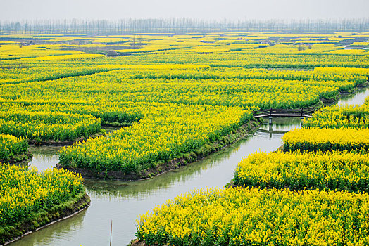 江苏,兴化,油菜花