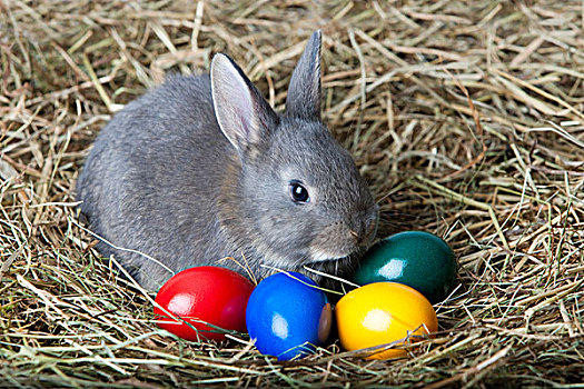 复活节,兔子,蛋,干草