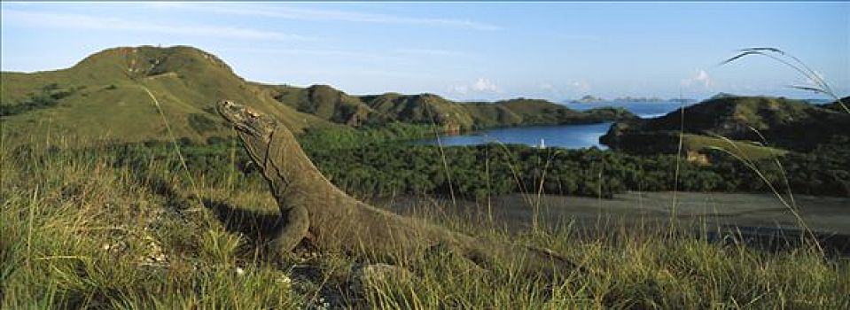 科摩多巨蜥,科摩多龙,保护色,草,林卡岛,科莫多国家公园,印度尼西亚