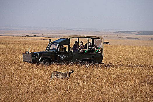 肯尼亚,马赛马拉,游客,旅行队,享受,景象,印度豹,室外,猎捕,草原