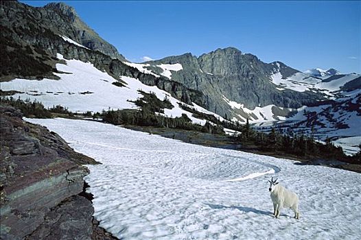 石山羊,雪羊,走,雪,地面,落基山脉,北美