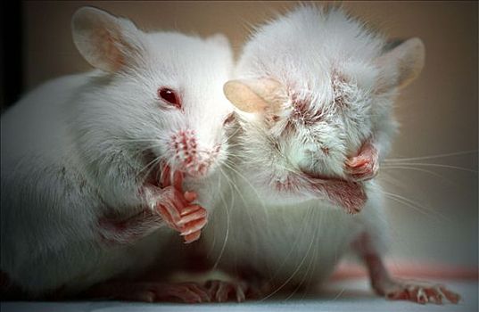 实验室,小鼠,部落,两个,三个,星期,老,清洁,脚,脸