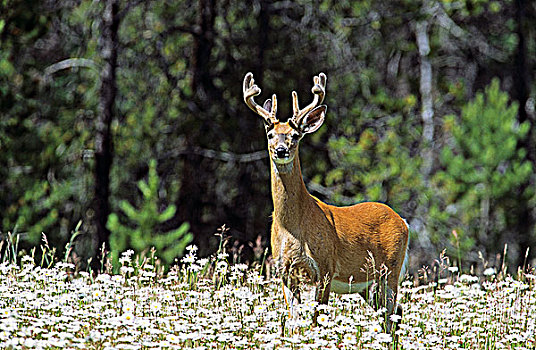 白尾鹿,公鹿,野花,库特尼国家公园,不列颠哥伦比亚省,加拿大