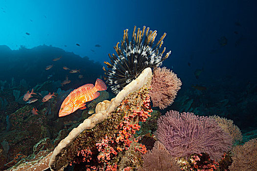 星斑鱼,珊瑚礁,青星九刺鮨,圣诞节,岛屿,澳大利亚