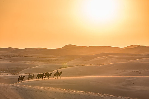 中国内蒙古夕阳下的沙漠骆驼队