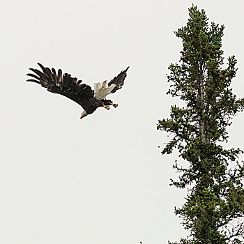 仰视,鹰,飞,湖,木头,安大略省,加拿大