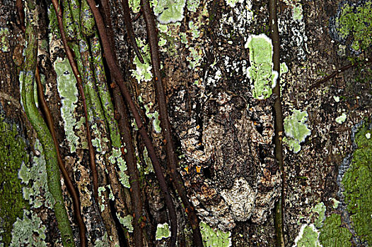 树蛙,树蟾属,保护色,树上,国家公园,亚马逊雨林,厄瓜多尔