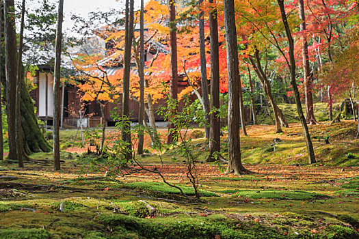 日本,京都,花园,园林景观