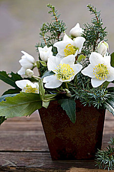 花瓶,圣诞玫瑰,桧属植物