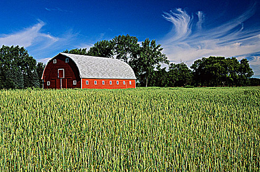 小麦,谷仓,曼尼托巴,加拿大