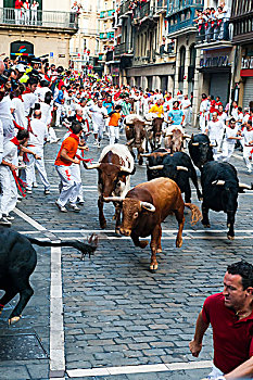 奔牛节,圣佛明节,潘普洛纳,纳瓦拉,西班牙