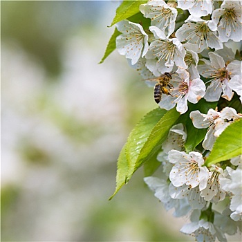 蜜蜂,享受,花,樱桃树,可爱,春天,白天