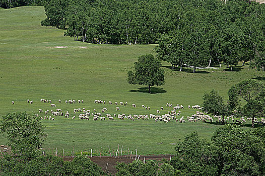 盛夏内蒙古坝上草原上放牧的羊群