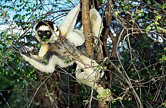马达加斯加狐猴,维氏冕狐猴,成年,悬挂,枝条,马达加斯加