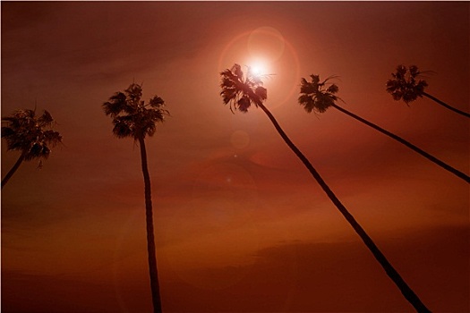 加利福尼亚,棕榈树,日落,彩色,天空