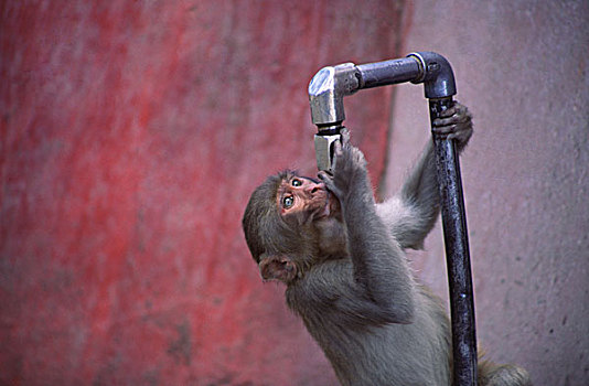 猴子,庙宇,喝,水