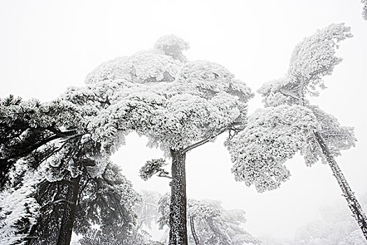 黄山,黄山松,松属,积雪,冬天