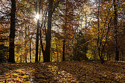 阳光,树,秋日树林,多特蒙德,北莱茵威斯特伐利亚,德国,欧洲