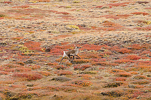 格陵兰,大,峡湾,孤单,北美驯鹿,驯鹿,驯鹿属,秋天,彩色,北极,苔原