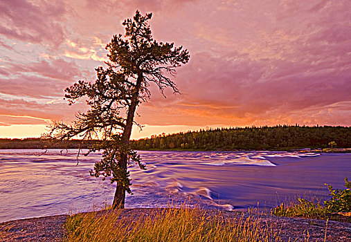 树,瀑布,怀特雪尔省立公园,曼尼托巴,加拿大