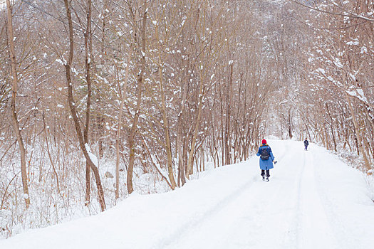 雪地森林道路