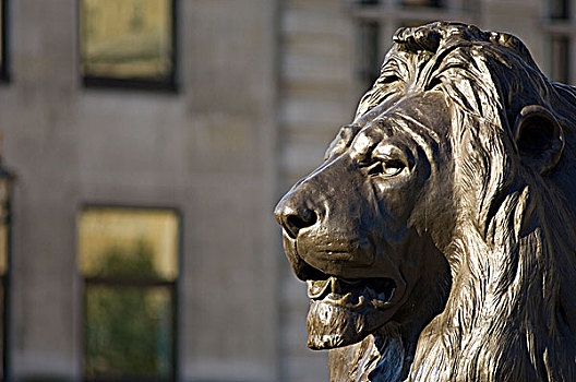 英格兰,伦敦,特拉法尔加广场,特写,一个,四个,青铜,狮子,雕塑,纳尔逊纪念柱,中心