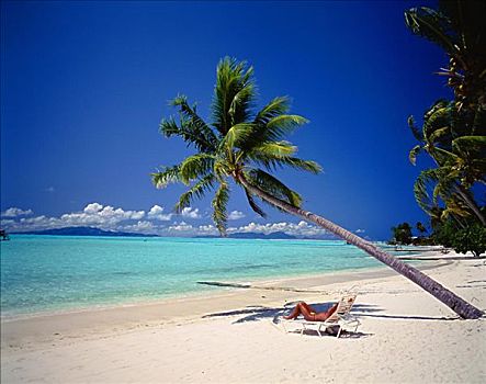 法属玻利尼西亚,波拉岛,男人,日光浴,白色背景,沙滩,一个,棕榈树,上方