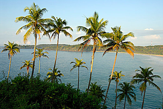 椰树,上方,湾,靠近,印度洋,斯里兰卡,南亚,亚洲
