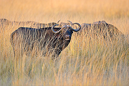 非洲,水牛,非洲水牛,站立,高草,晨光,南卢安瓜国家公园,赞比亚