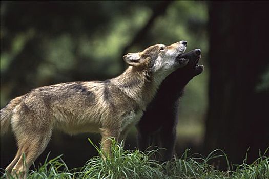 大灰狼,狼,幼仔,老,叫喊,俄勒冈,动物园,波特兰