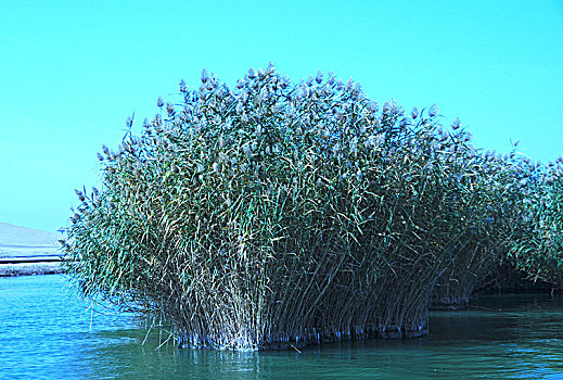 沙湖,湖泊,芦苇