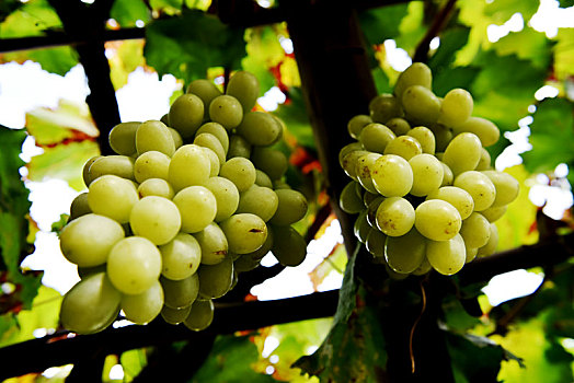 宣化城市传统葡萄园和白牛奶葡萄