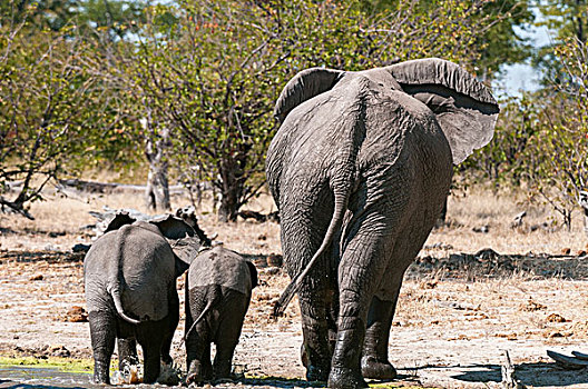 成年,幼兽,大象,非洲象,走,后视图,博茨瓦纳