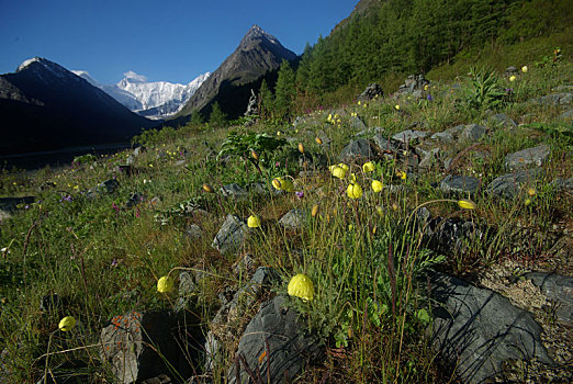 山景,高地,山峰,峡谷,山谷,石头,斜坡