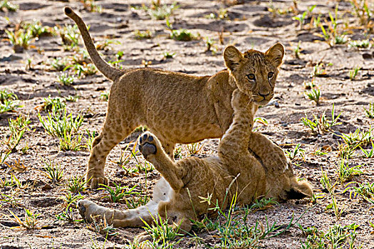 非洲,坦桑尼亚,幼兽,塔兰吉雷国家公园