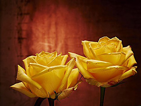 玫瑰,花,黄色,静物,红色背景