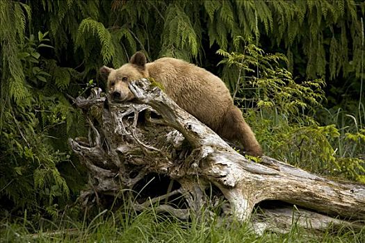 幼兽,大灰熊,睡觉,树桩,湾流,不列颠哥伦比亚省,加拿大