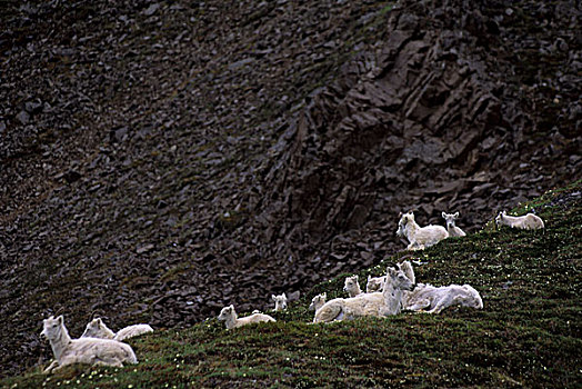 美国,阿拉斯加,德纳里峰国家公园,教堂山,野大白羊,牧群,雌性,羊羔